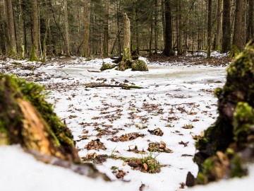 W oczekiwaniu na wiosnę rezerwat Czarna Rózga 2026, 