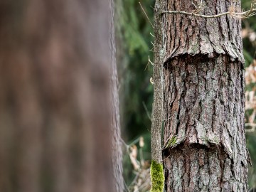 W oczekiwaniu na wiosnę rezerwat Czarna Rózga 2026, 