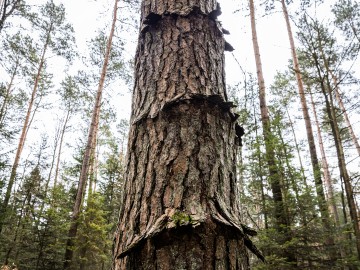 W oczekiwaniu na wiosnę rezerwat Czarna Rózga 2026, 