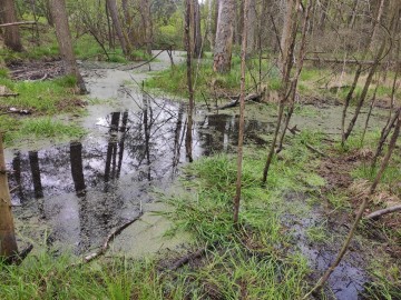 Badanie rzęśli w Przedborski PK, 