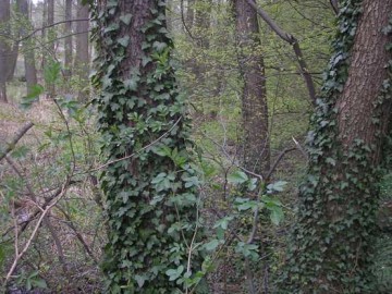 Bluszcz w rezerwacie