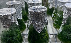 Rzęśle z Przedborskiego Parku Krajobrazowego w kolekcji in vitro UR w Krakowie